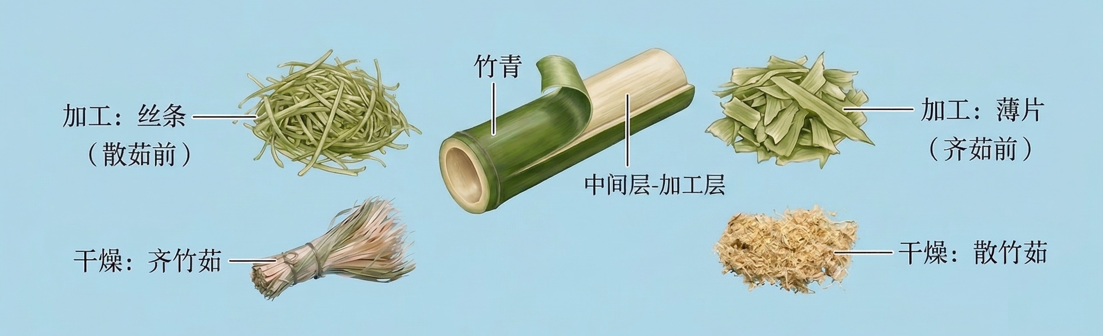 散竹茹和齐竹茹.jpg